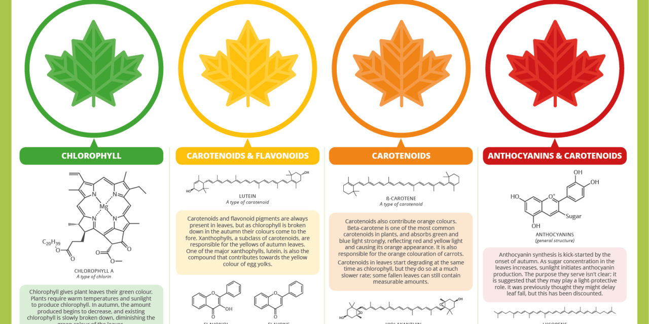 The chemisty of Autumn leaf colours