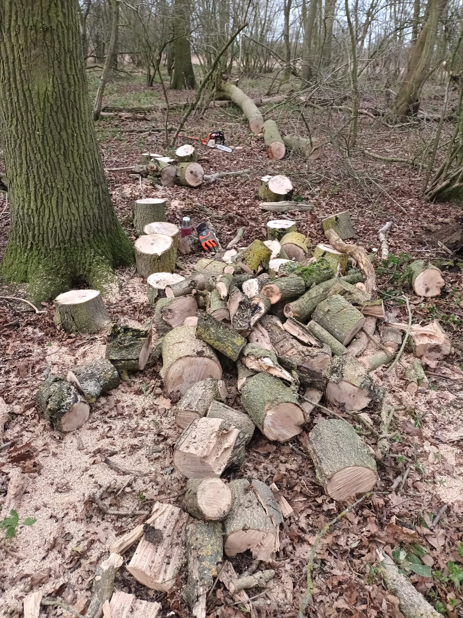 Woodland image 13