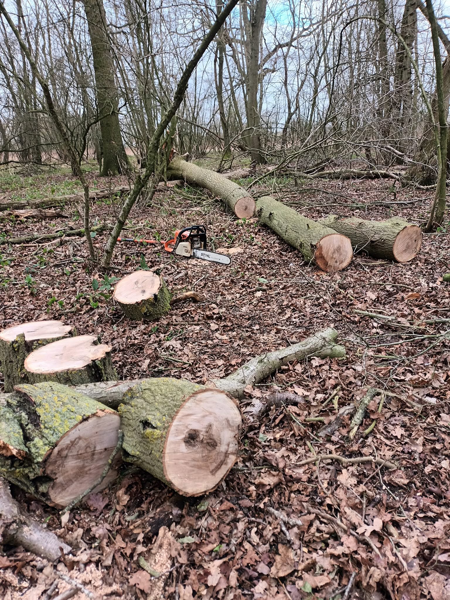 Woodland image 14