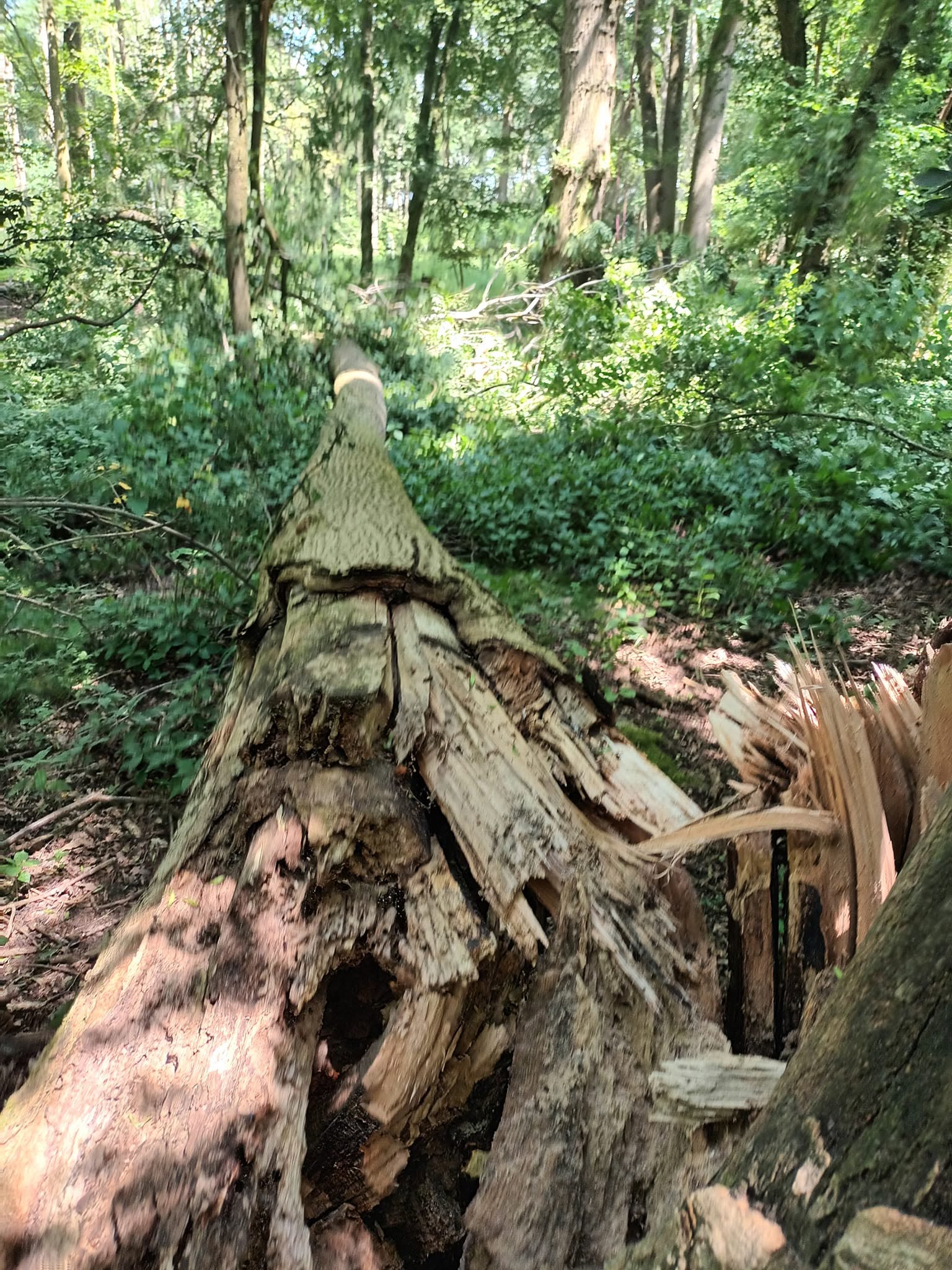 Woodland image 9